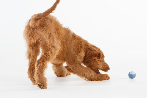 Ruby Golden Doodle chasing a ball