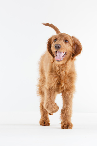 Ruby Golden Doodle walking towards the camera