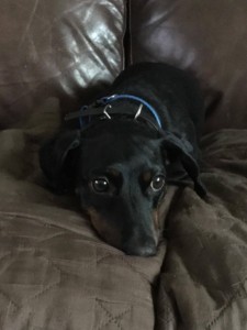 Dog laying on the couch