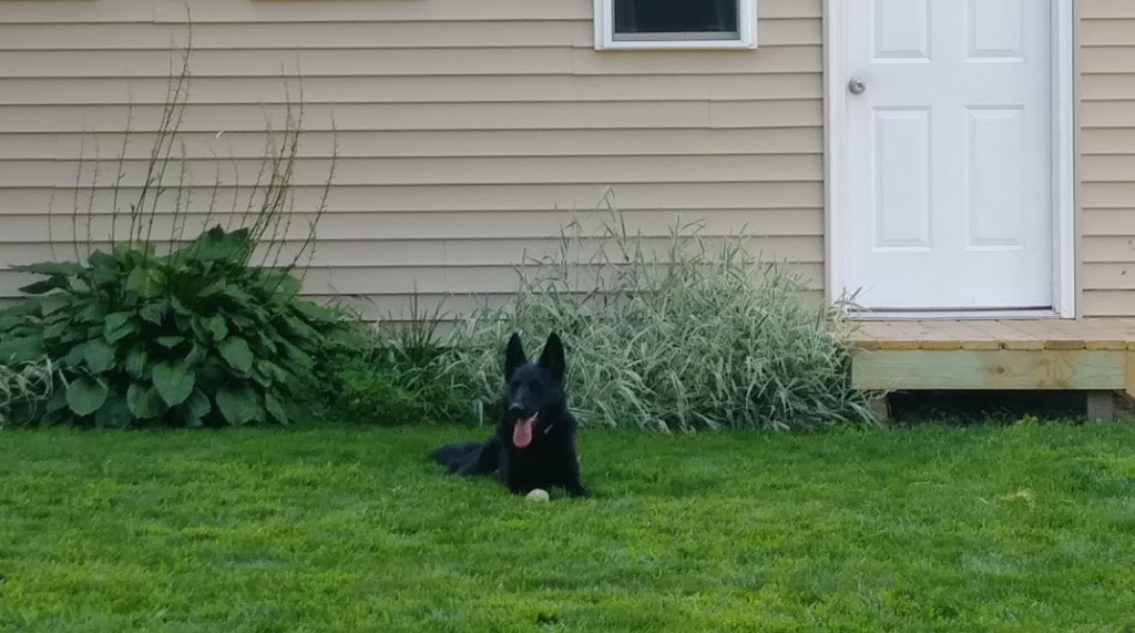 German Shepherd Off Leash Training