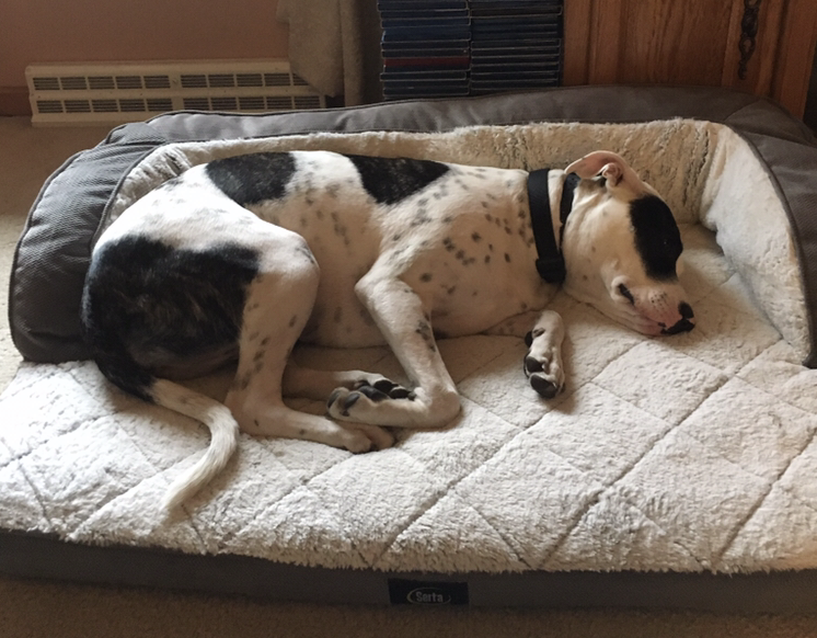 Pitbull Mix Oreo Sleeping on dog bed